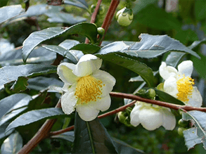 Camellia Sinensis